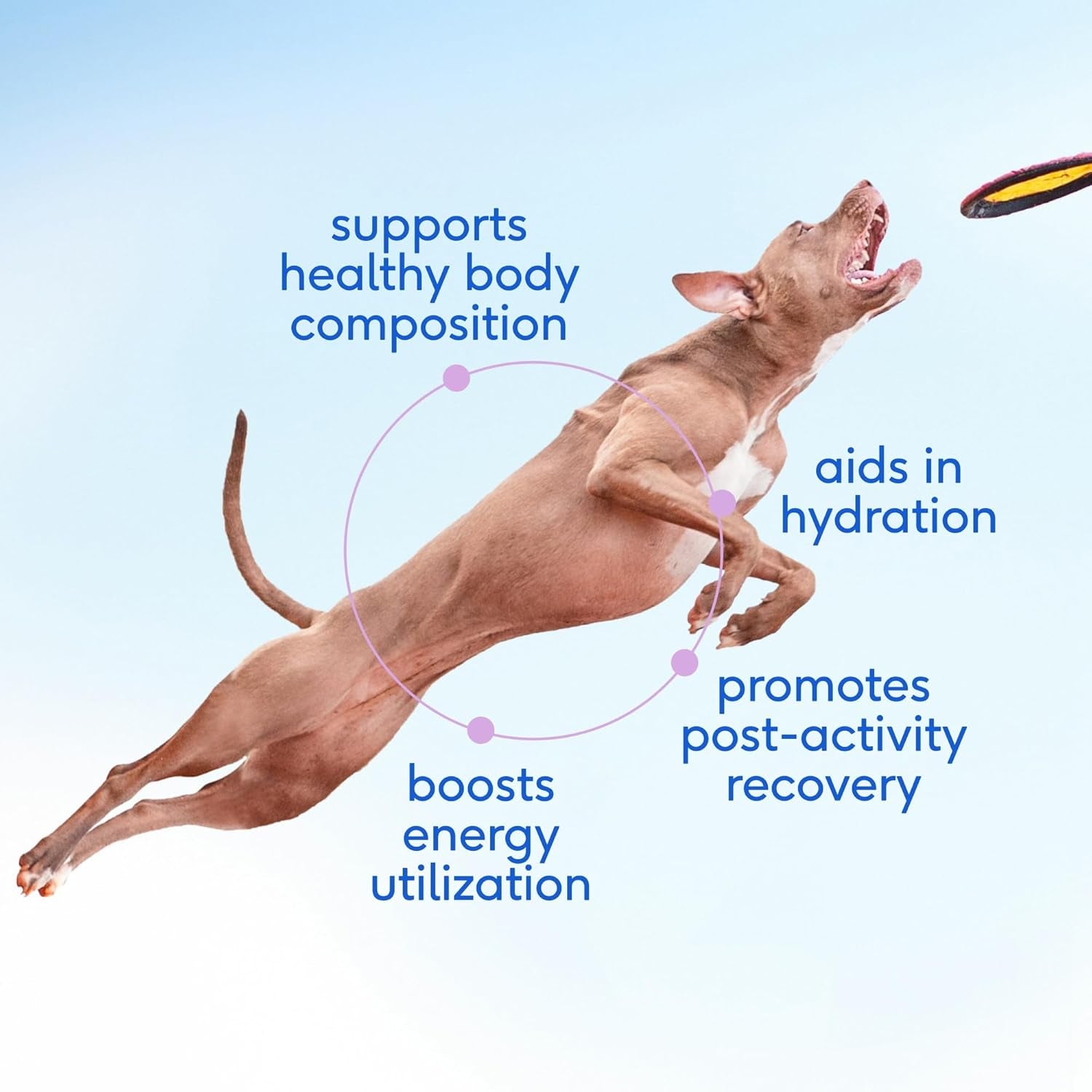 Goat Milk Powder - Dog Food Topper for Active Dogs - Post-Activity Recovery, Energy, Immune Support, Hydration & Bone Health - Whole Goat Milk with Mcts & Essential Minerals - 120 Scoops